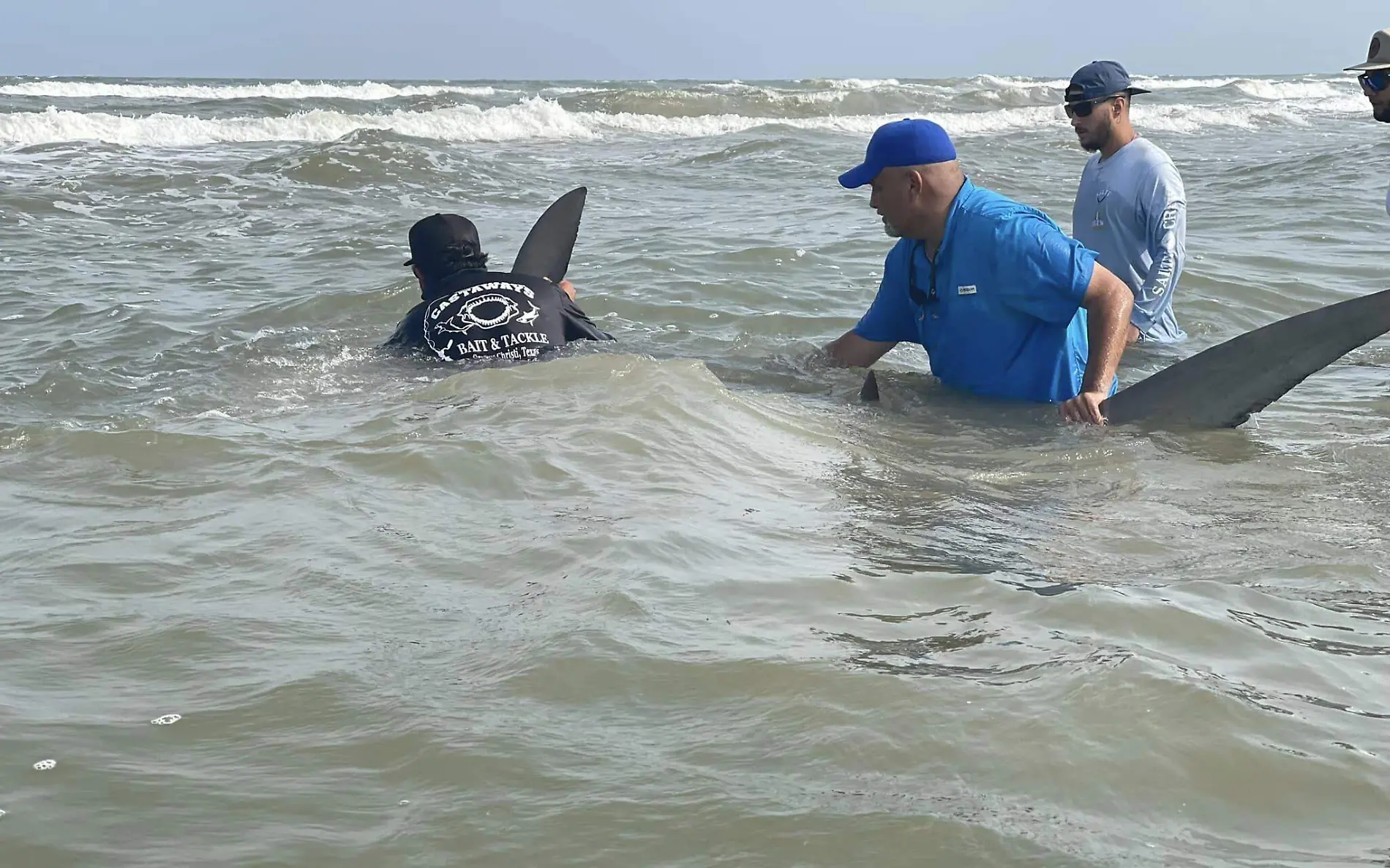 Tiburón martillo muere tras sacarlo de costa de Isla del Padre 